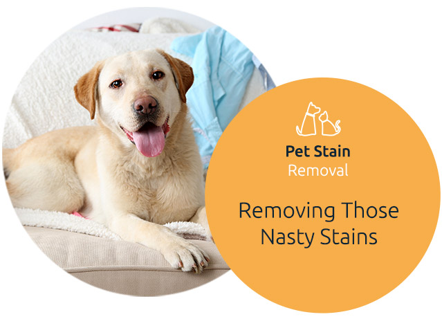 Pet Stain Removal